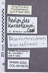 Etikette zu Paraheteroderes kordofanus  (NHMW-ZOO-COL-0010619)